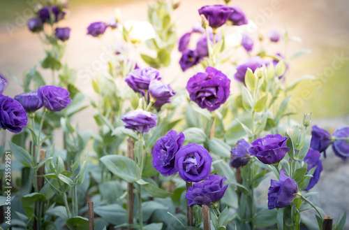 Beautiful purple flowers in the garden © Eknat Thumthong