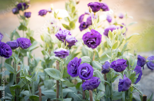 Beautiful purple flowers in the garden