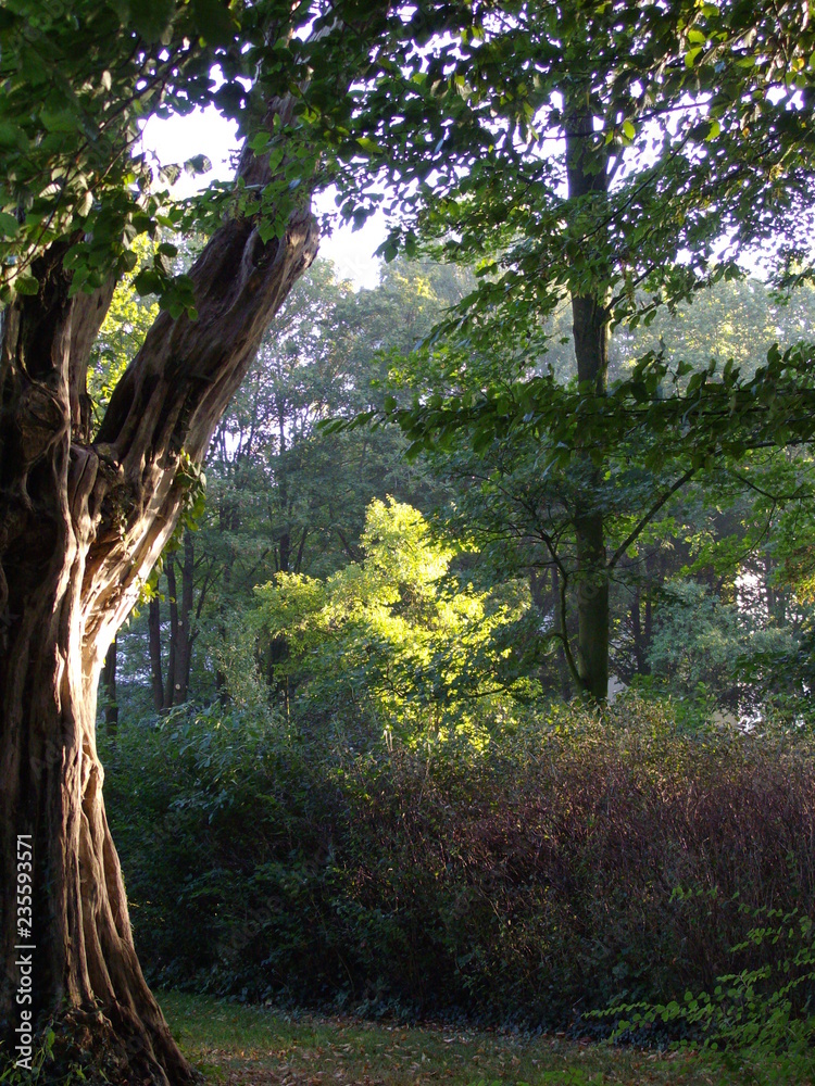 Obraz premium Baumrinde im Sonnenlicht