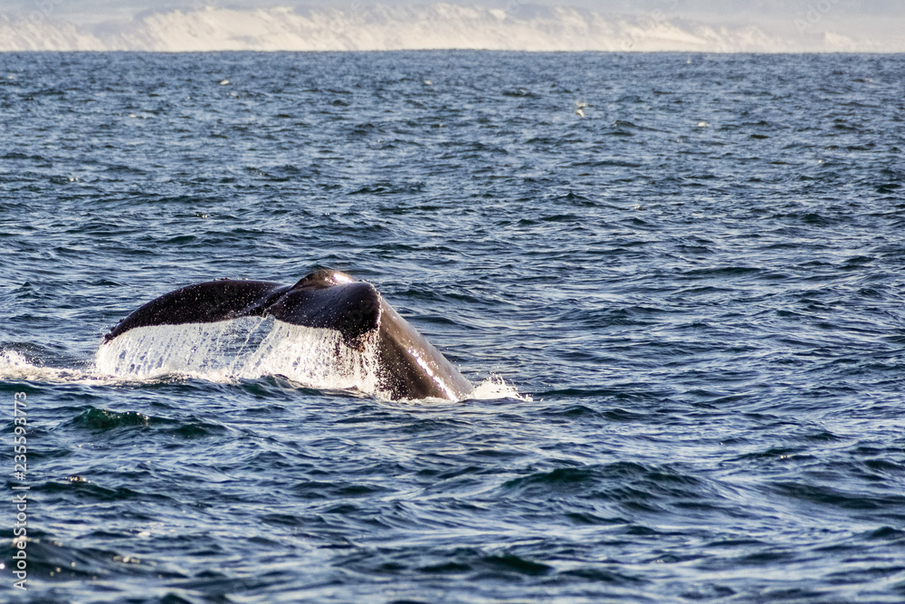 Obraz premium The tail of a humpback whale raised above the water level, Monterey bay, California