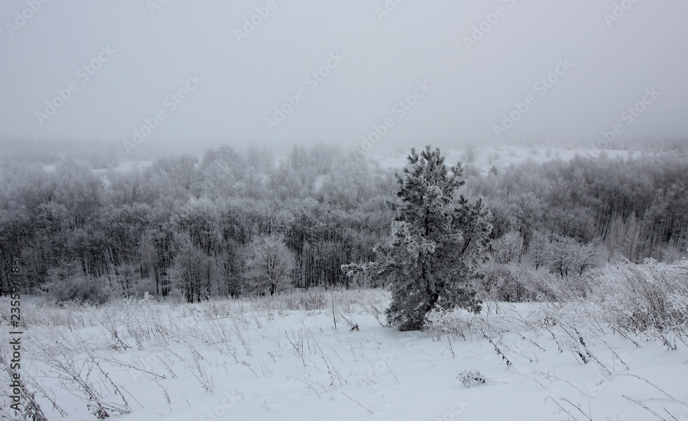 winter morning with fairy trees in the fog winter morning with fairy trees in the fog