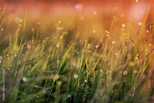 field grass in the morning dew in the sun