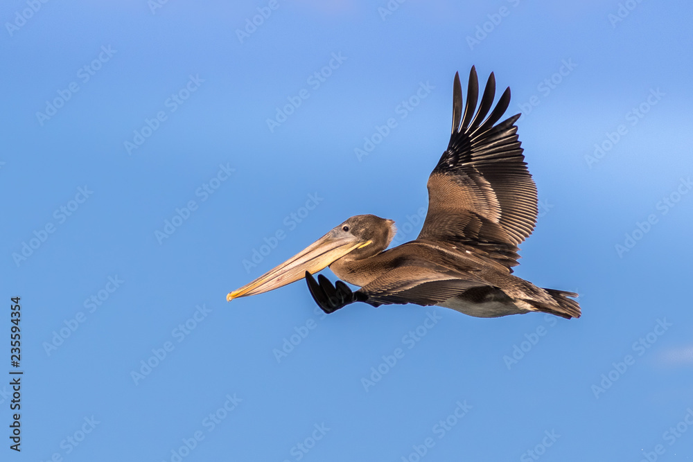 Obraz premium Brown pelican flying; blue sky background;