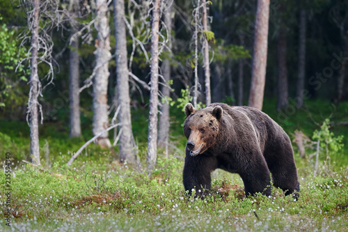Wild brown bear (Ursus arctos).