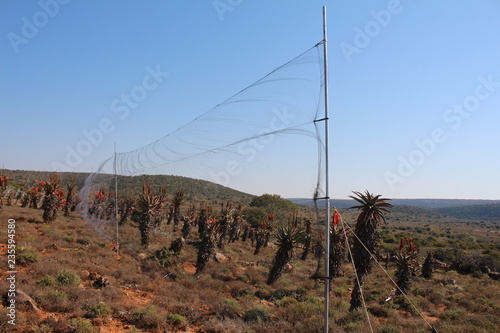 Close up of a mist net that is used in catching bird for bird ringing or banding.