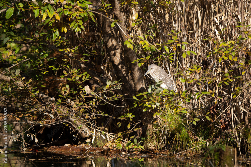 Naklejka premium Juvenile black crowned night heron stands in a bush by a pond.