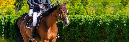 Riders on horses in jumping show, equestrian sports. Light-brown horses and girls in uniform going to jump. Horizontal banner for website header design. Copy space for your text.