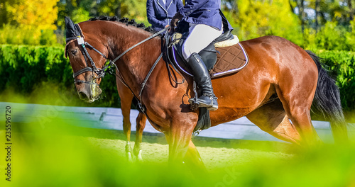 Beautiful girl on sorrel horse in jumping show, equestrian sports. Light-brown horse and girl in uniform going to jump. Hot, shiny day. Copy space for your text.