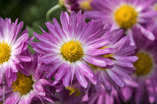 Chrysanthemum of the autumn flower bed