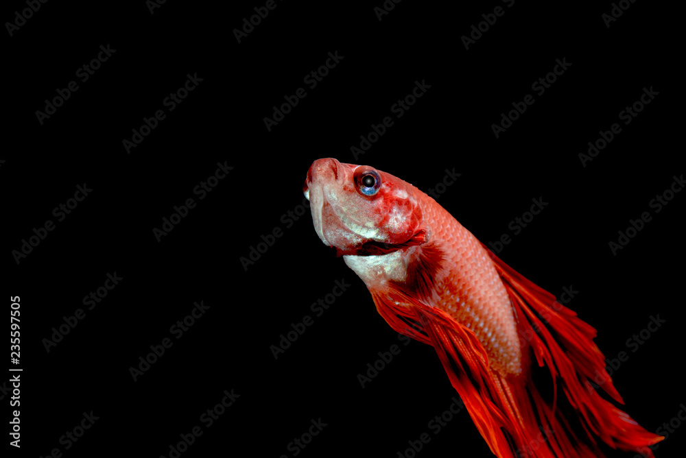Red betta siamese fighting fish, Betta splendens Red betta siamese fighting fish, Betta splendens