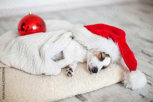 Sleeping dog in christmas hat