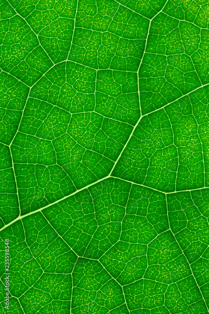 Texture of green leaf for background.