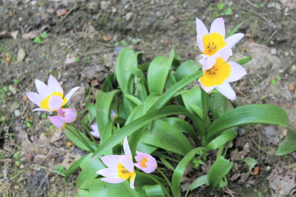 Obraz premium VILLE DE TURIN - TORINO - ITALIE