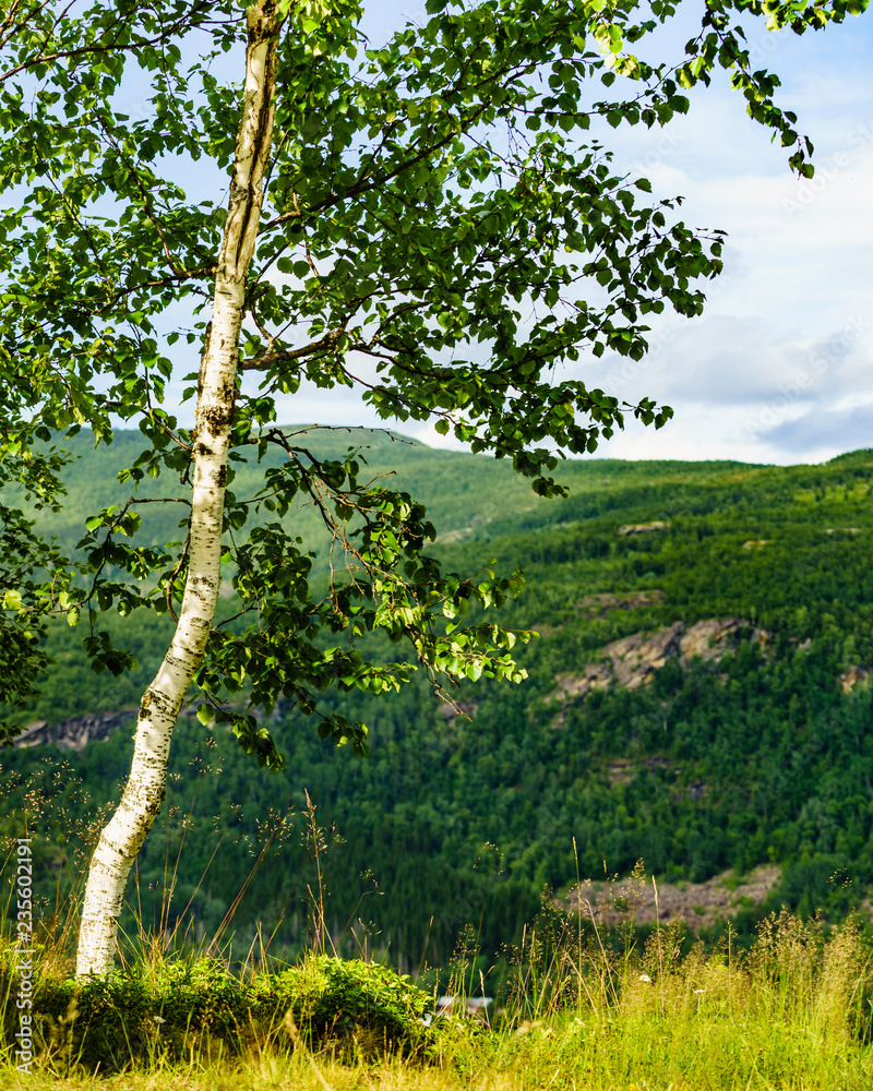 Fototapeta premium birch tree in green summer forest