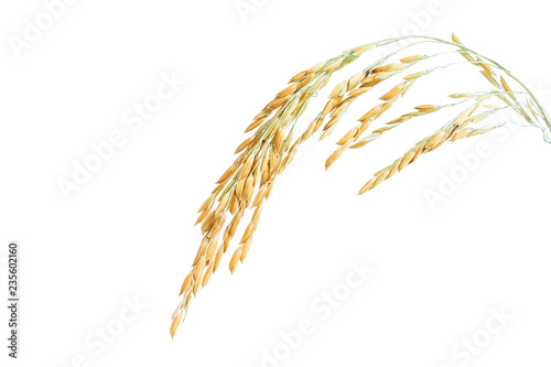 Rice ear of rice on white background