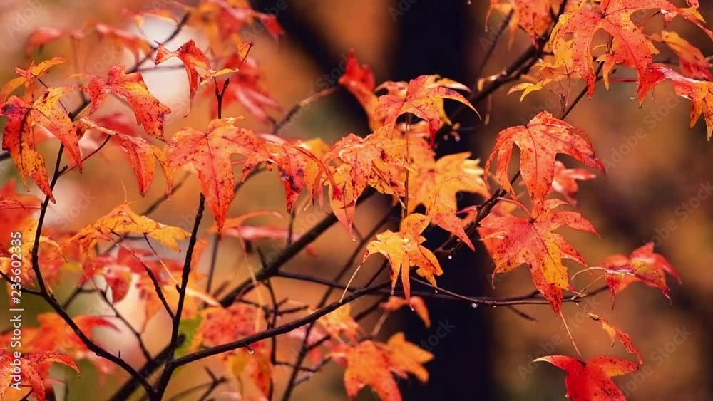 Autumn foliage rain slow motion closeup view with beautiful colors. Autumn foliage rain slow motion closeup view with beautiful colors.