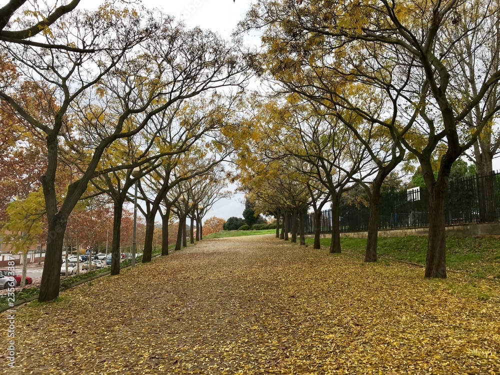 Fototapeta premium Otoño