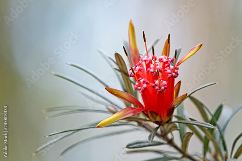 Lambertia formosa – Mountain Devil photo
