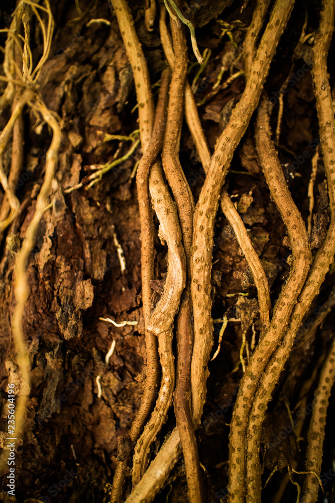 Close up roots and vines growing on the tree