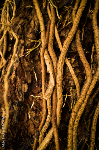 Close up roots and vines growing on the tree