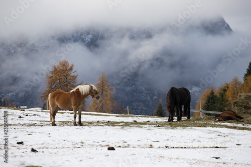 Fototapeta Naklejka Na Ścianę i Meble -  Horses at Seiser Alm, South Tyrol, Italy
