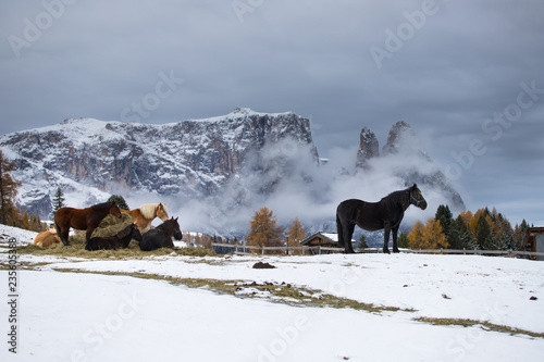 Fototapeta Naklejka Na Ścianę i Meble -  Horses at Seiser Alm, South Tyrol, Italy
