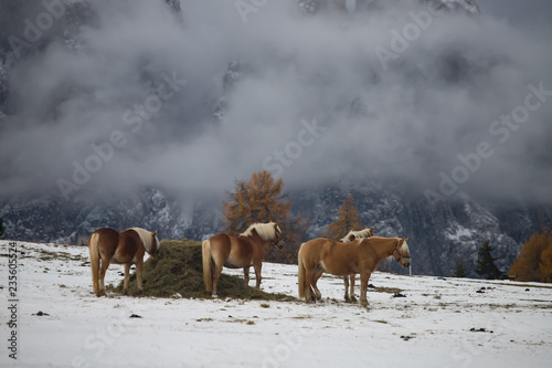 Fototapeta Naklejka Na Ścianę i Meble -  Horses at Seiser Alm, South Tyrol, Italy