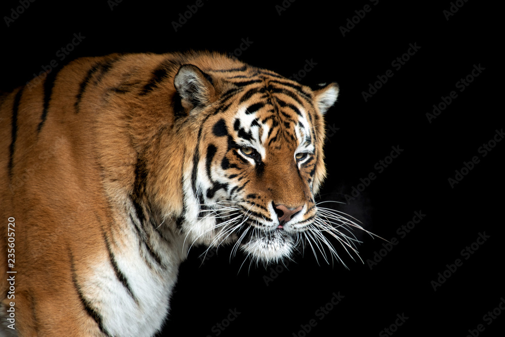 Obraz premium Portret tygrysa na czarnym tle