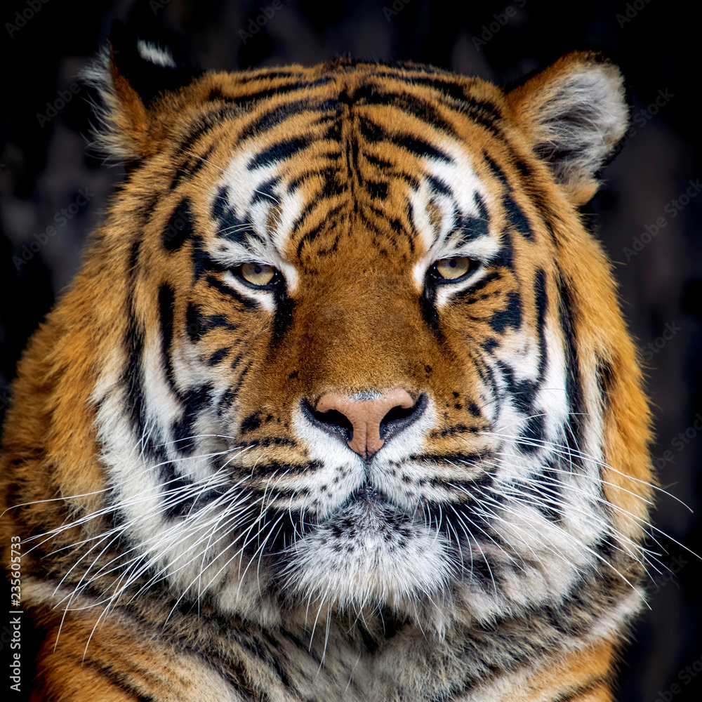 Obraz premium Tiger portrait on black background