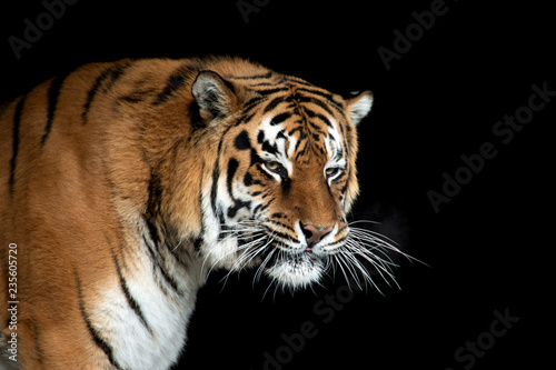 Tiger portrait on black background © byrdyak