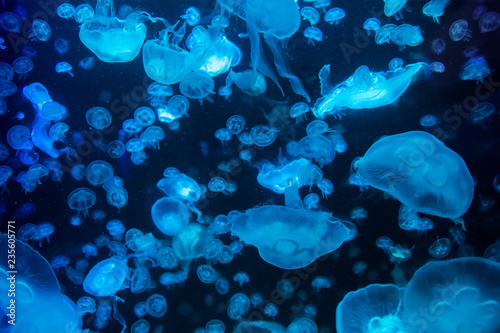 Jellyfish moving through water © byrdyak