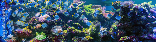 Fototapeta Naklejka Na Ścianę i Meble -  Underwater world fish aquarium