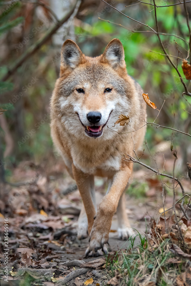 Fototapeta premium Wolf in autumn forest