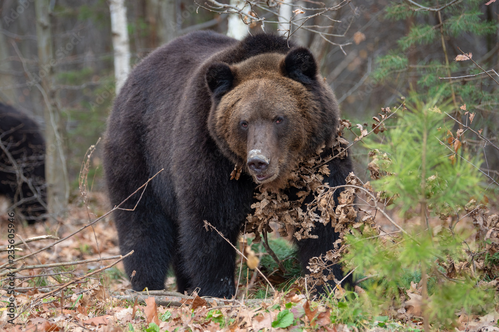 Bear in autumn forest