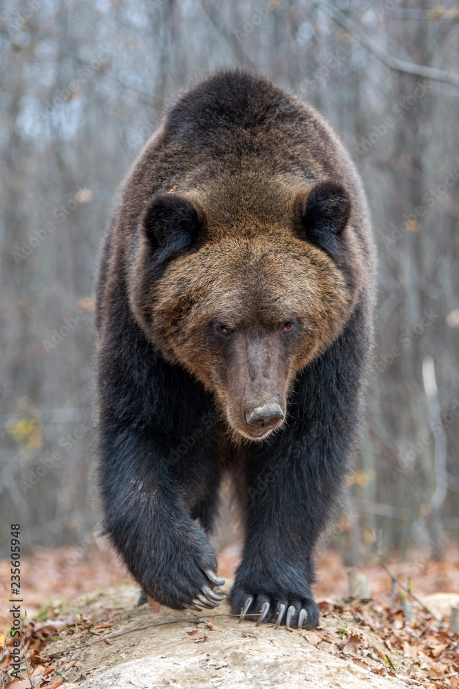 Bear in autumn forest