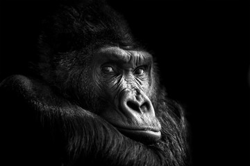 Glasbilder Tieren Porträt eines Gorillas  © byrdyak