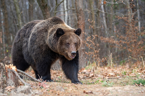 Bear in autumn forest