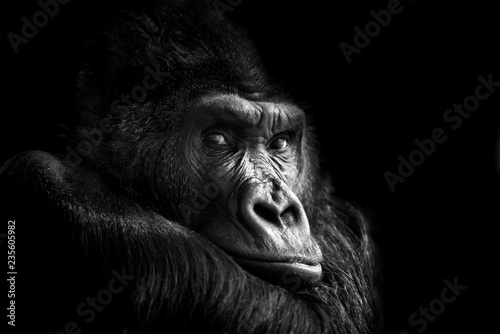 Portrait of a Gorilla © byrdyak