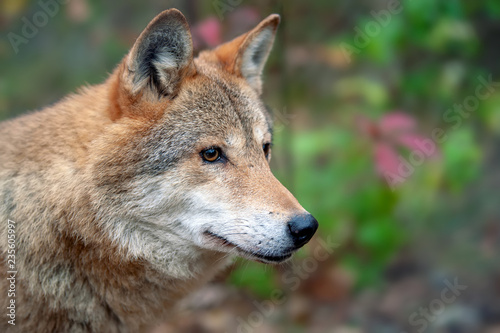 Portrait wolf in autumn forest