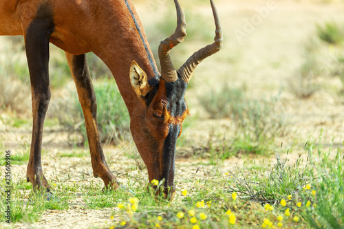 Red Hartebeest in Kalahari South Africa photo