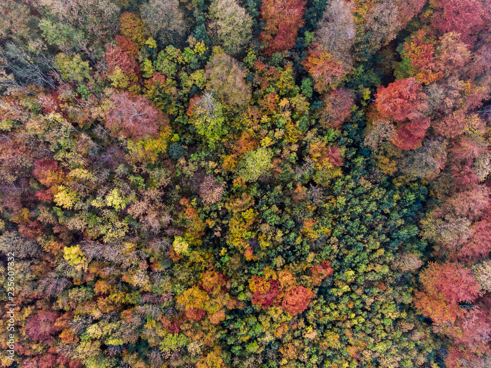 Herbstwald von Oben - Luftaufnahme