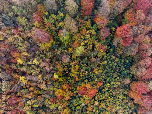 Herbstwald von Oben - Luftaufnahme