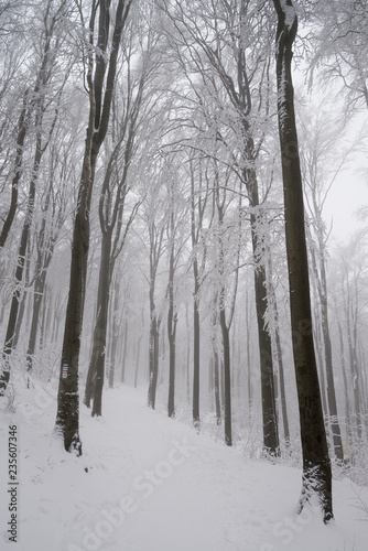 Mysterious woods in winter