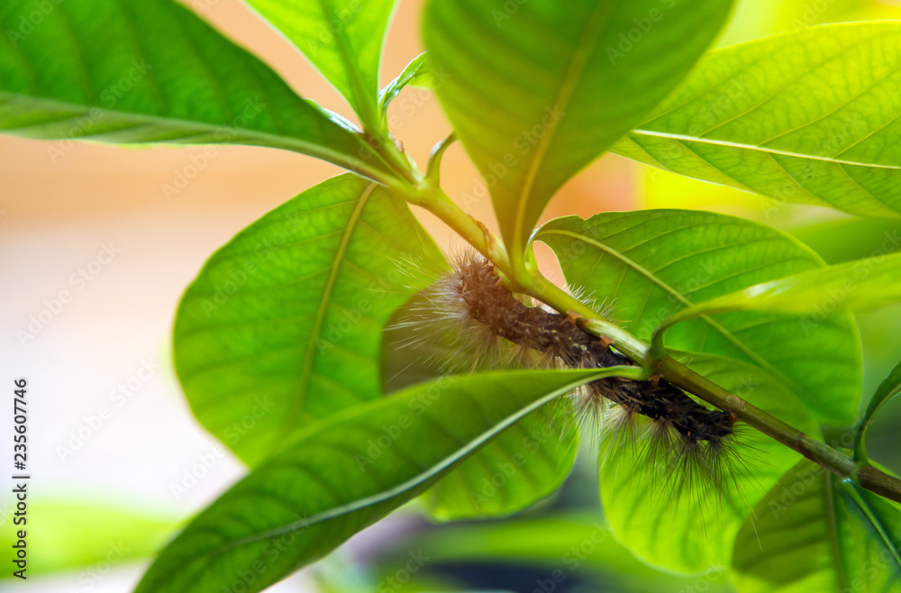 Worm eating the leaf on green leaf blur background,Caterpillars eating leaves