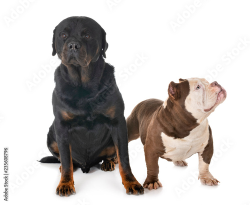 american bully and rottweiler