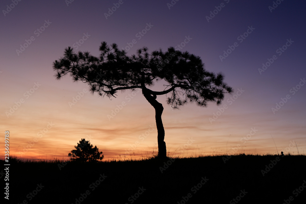 Alone tree sunset