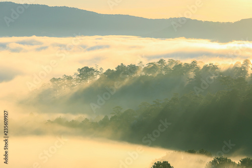 Fantastic foggy forest with pine tree in the sunlight. Sun beams through tree. Beauty world