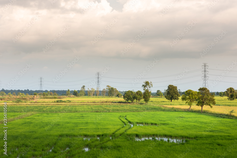 High-voltage tower on green rice field