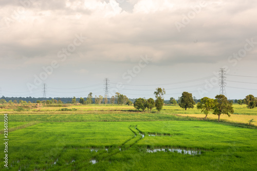 High-voltage tower on green rice field