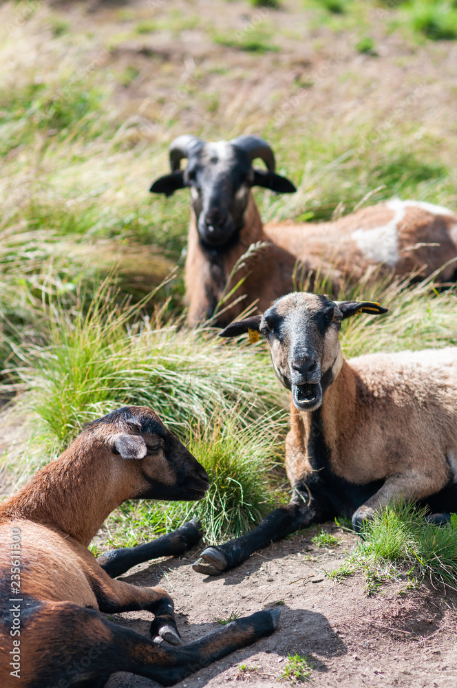 Three goats laying on the grass at the farm